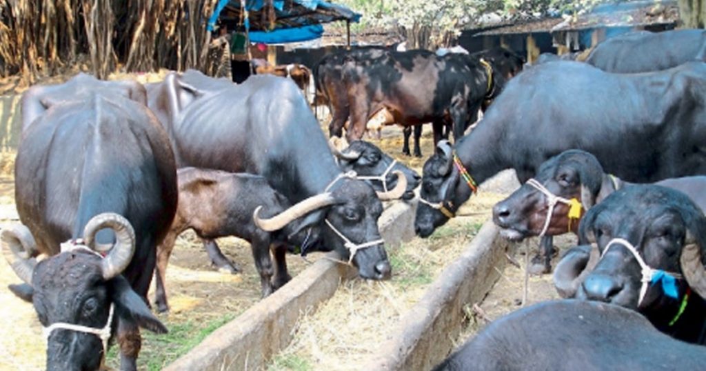 Good news for farmers! Now the government will get a loan of 7 lakhs to open a dairy of 10 buffaloes