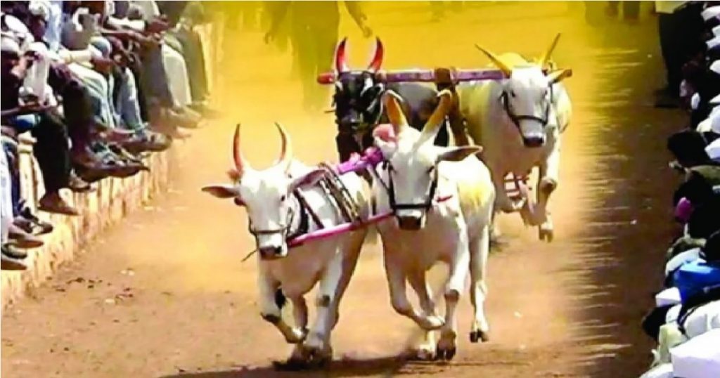 Bullock race banned due to Lumpy disease?