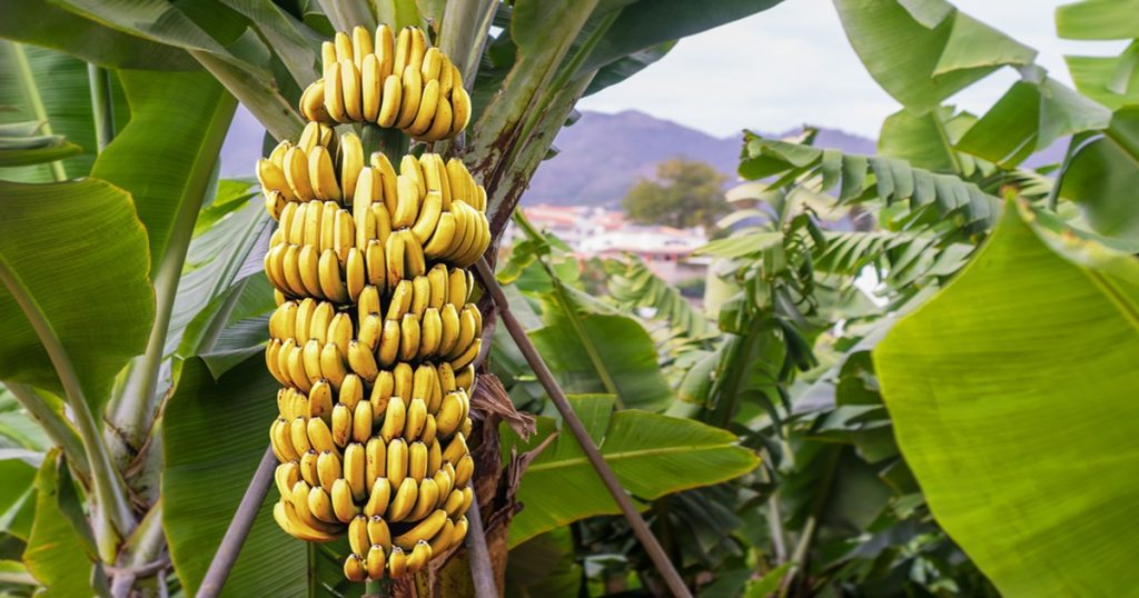 Banana prices rise due to Navratri, but traders are worried