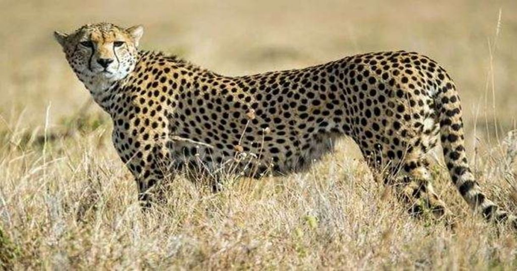 Eight exotic cheetahs came to India from Namibia after almost 70 years