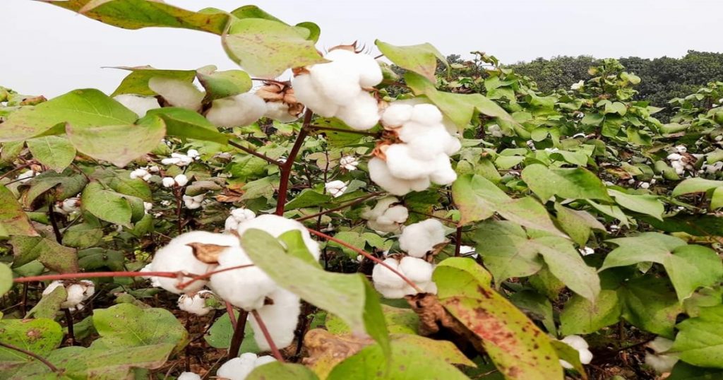 Bappa to the farmers; Cotton fetched the highest price of Rs 11,153 in Dharangaon ginning