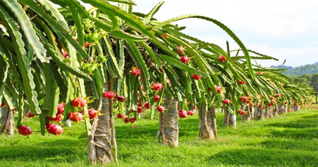 State government's big decision for farmers, 'so much' subsidy for dragon fruit farming