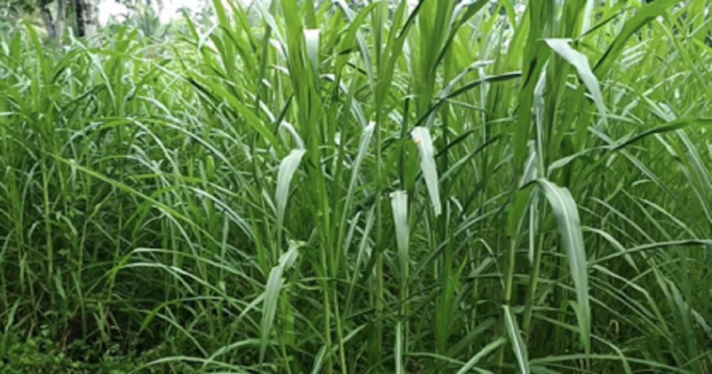 Feed these three types of grass to the animals, it will help in milk growth