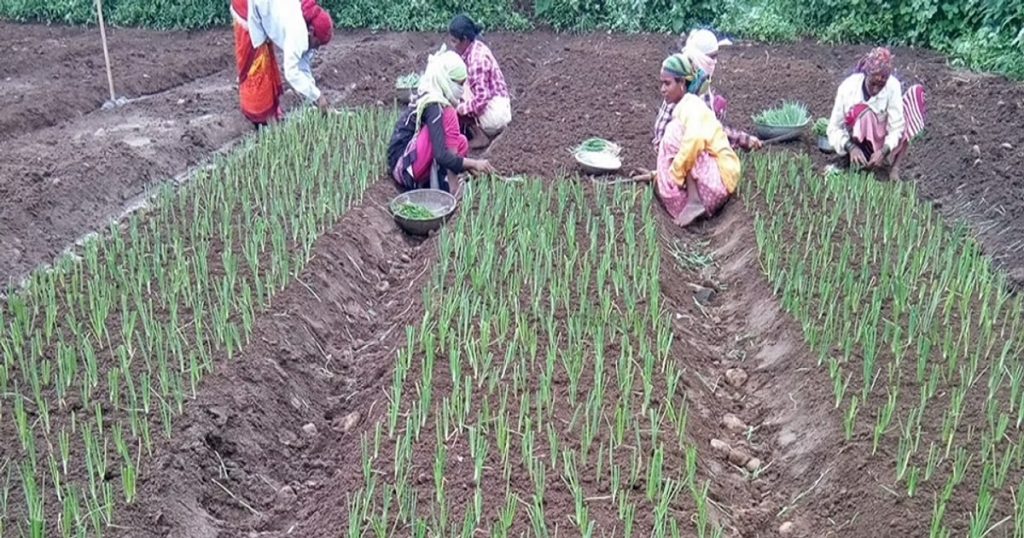 The market price of onion collapsed, yet onion cultivation in the state is large