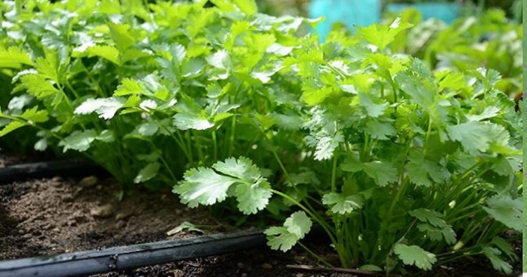 Coriander prices have skyrocketed, but people's pockets are cut