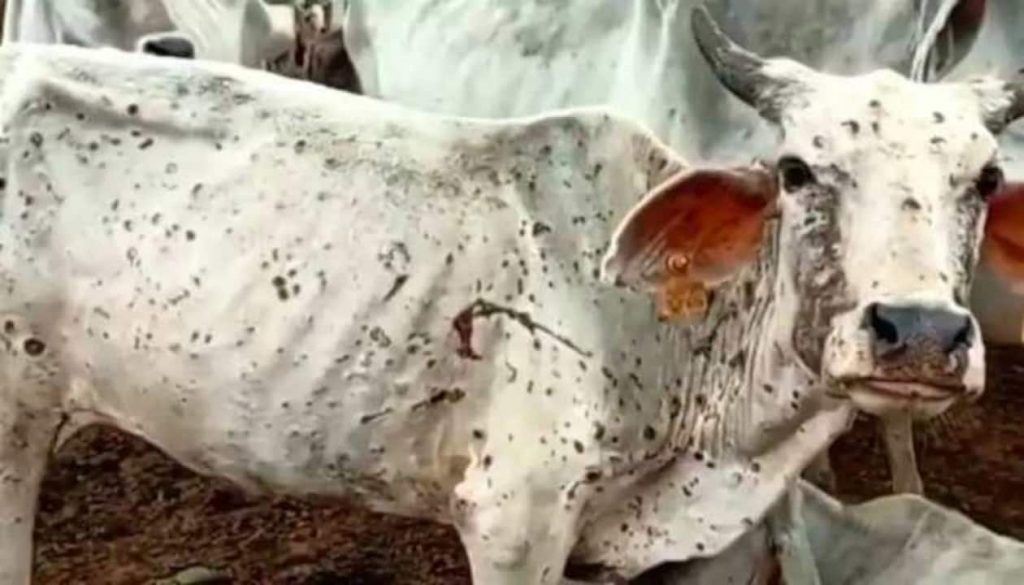 Comforting! Maharashtra Animal Husbandry Department will bear the cost of treatment of Lumpy-infected cattle; Read in detail