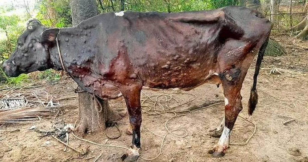 Lumpy. Farmers beware! Lumpy, which has come under control, is growing again