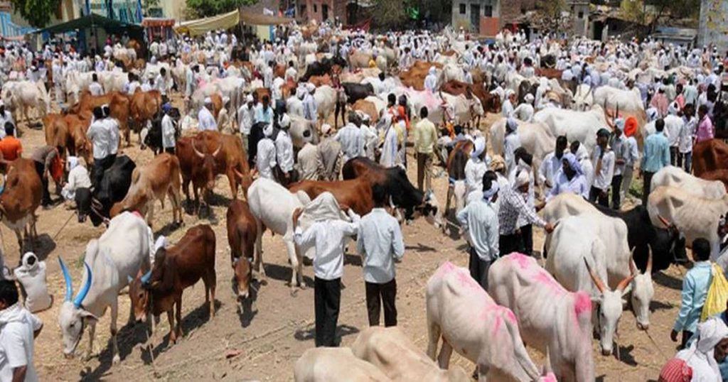 Big decision of the state government! Farmers who lost cattle due to lumpy disease will get compensation up to 30 thousand