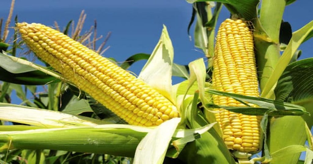Will corn prices hold up? Let's see what exactly is the international market situation