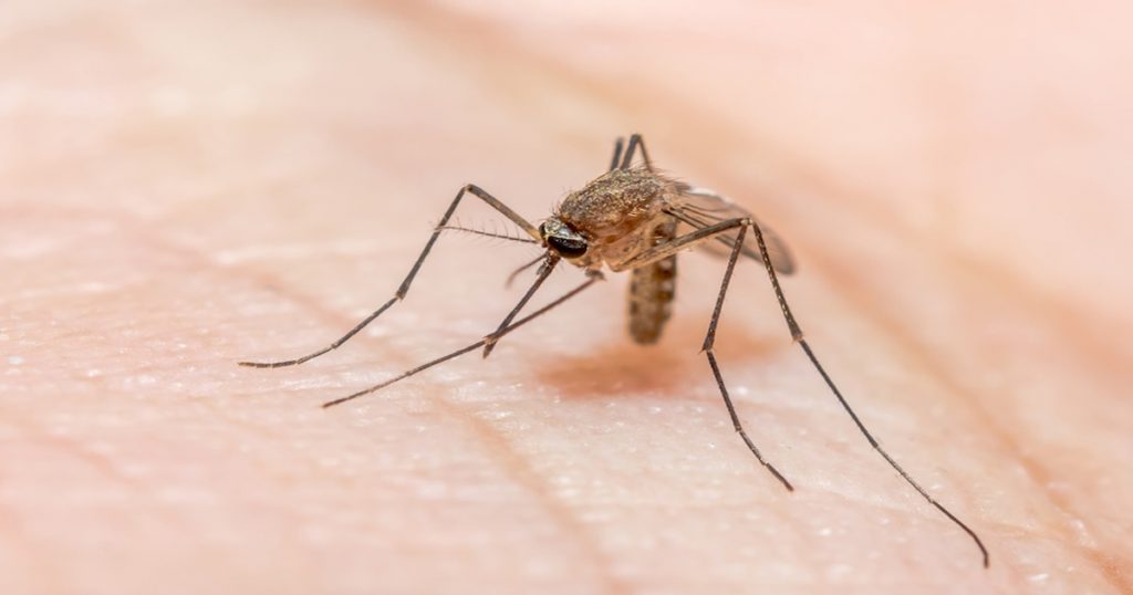 Infected with malaria? Don't accidentally eat 'this' food, protect yourself from mosquitoes