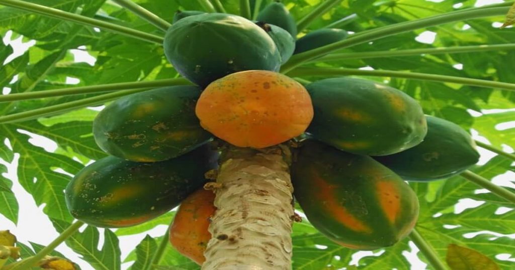 Farmers will get 'so much' subsidy after planting papaya, apply