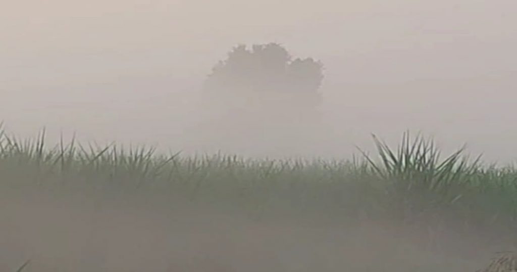 'This' effect on crops due to fogs, take these measures