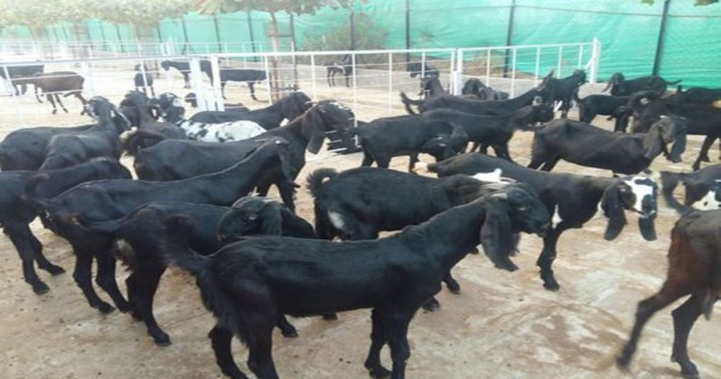 Good news for farmers! 'These' banks will give loans for goat rearing business