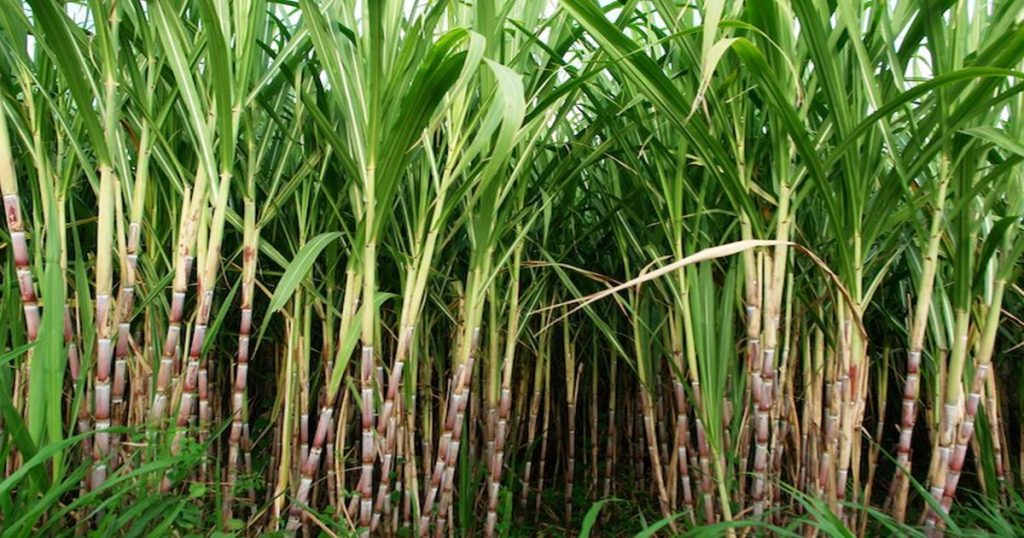 Sugarcane sieving season will start from October 15, this year FRP Rs 3,050