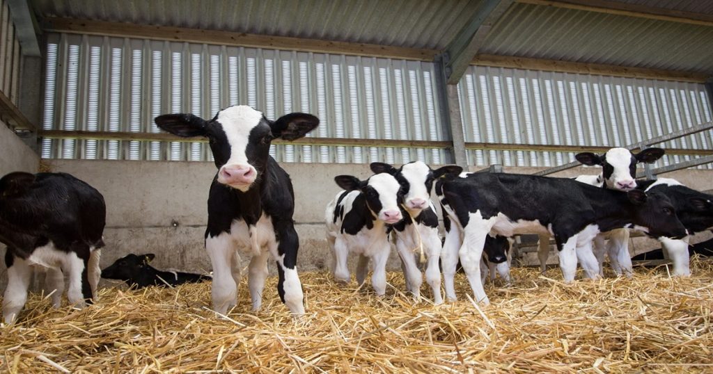 'This' causes stunted growth of calves; Take care in this way