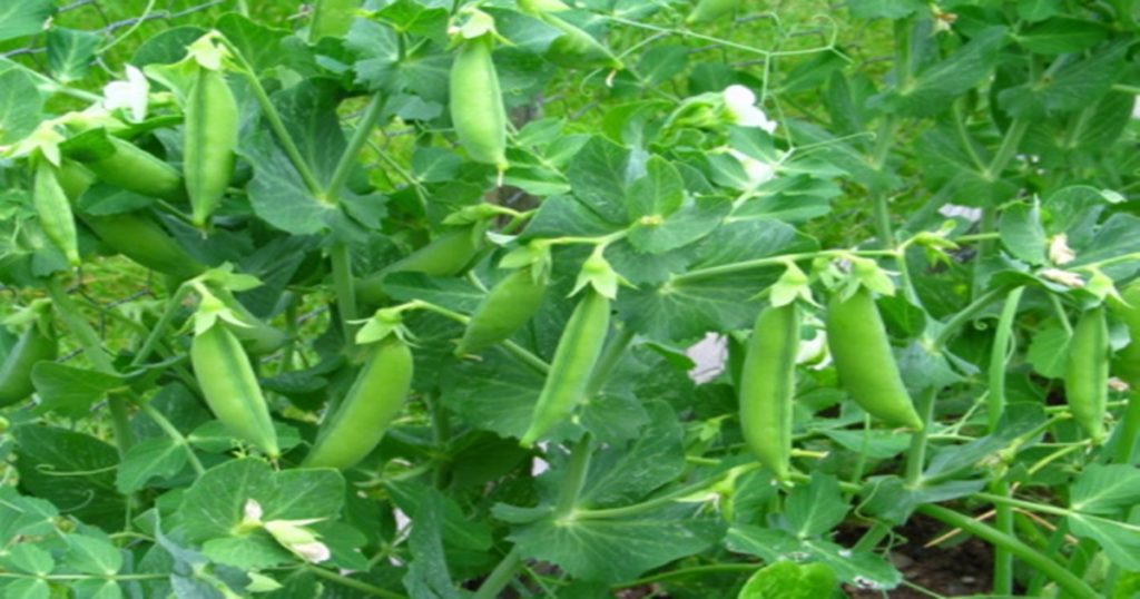 How to do pea planting and management? You will get a lot of income