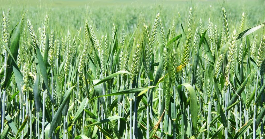 Planting wheat? So here are the top varieties of wheat; The income will be huge