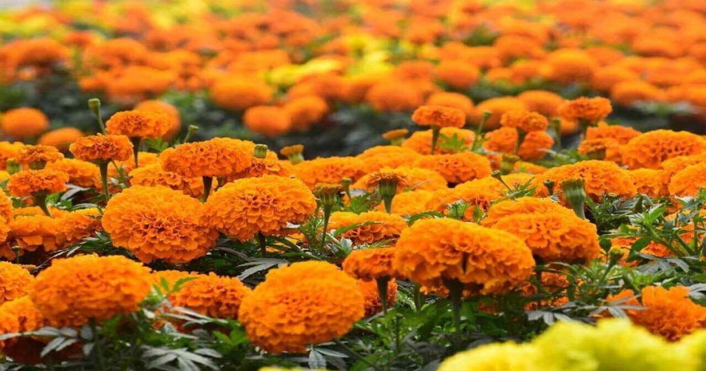 Even before Dussehra, marigold price up to Rs 70 per kg; Chances of further price increase