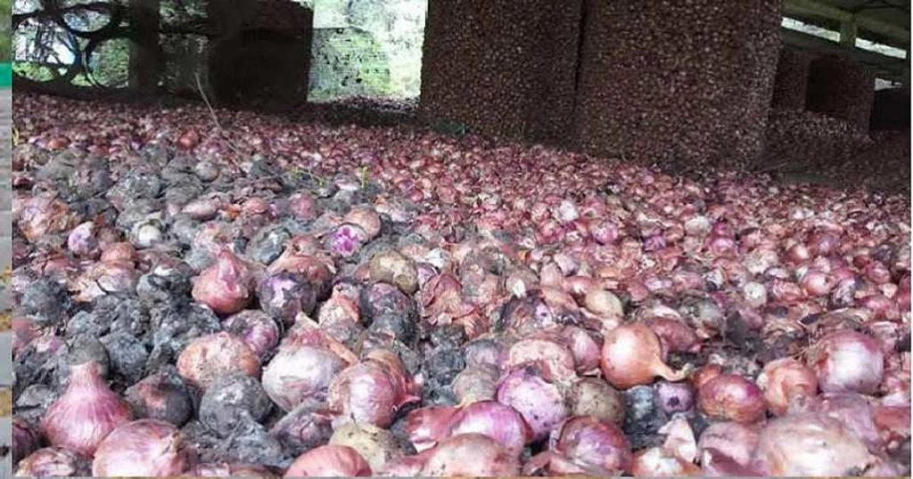 Nafed was hit hard due to onion, onion rotted in 'Ya' district