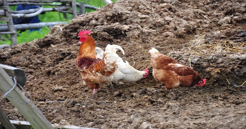 Use chicken manure in 'this' way, the crop will be vigorous; Read in detail