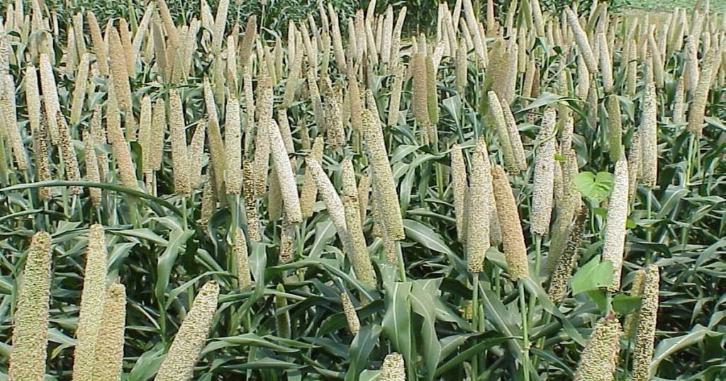 The price of millet has increased by Rs