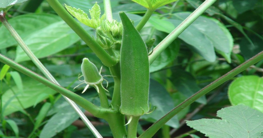 Cultivate okra of 'this' variety, you will get rich production