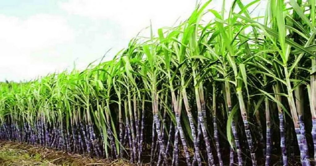 Organic cultivation of black sugarcane cultivated by immigrants in Pune district, special demand for sugarcane in the market