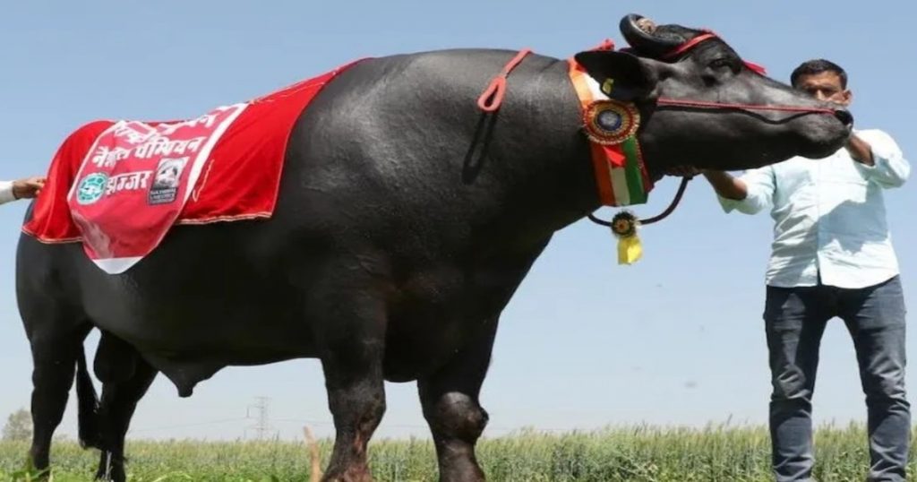 Dad! Buffalo Reda worth 10 crores, these are its features