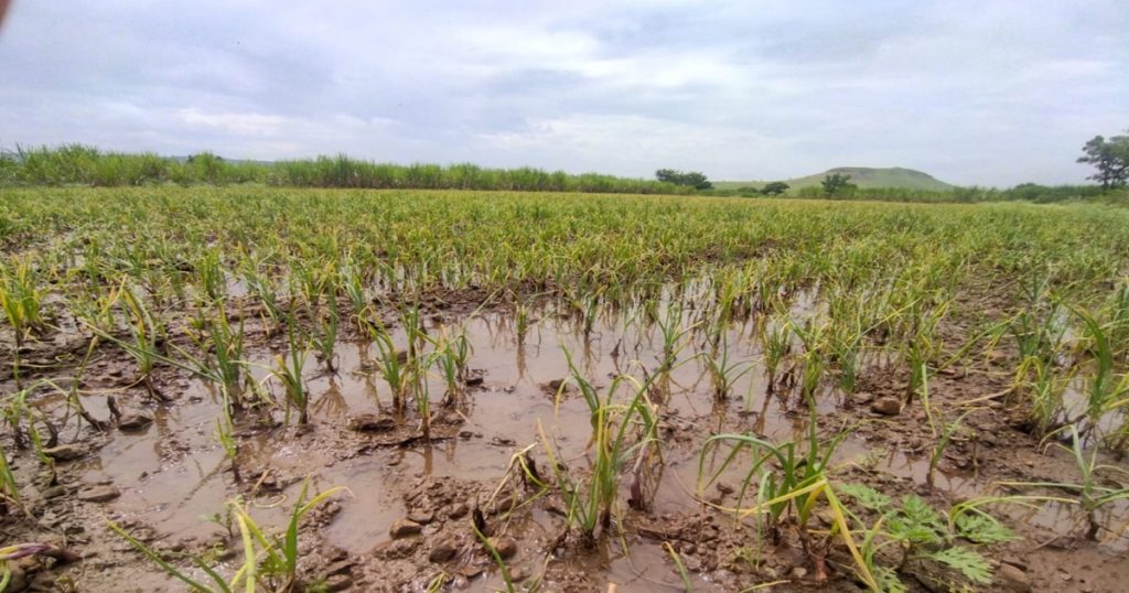 Due to heavy rain in the night, farmers' crops were damaged in Chandgaon