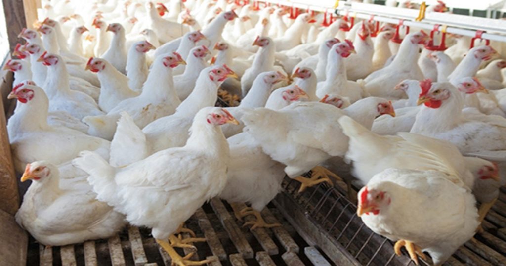 The price of chicken will increase due to this crop, because…