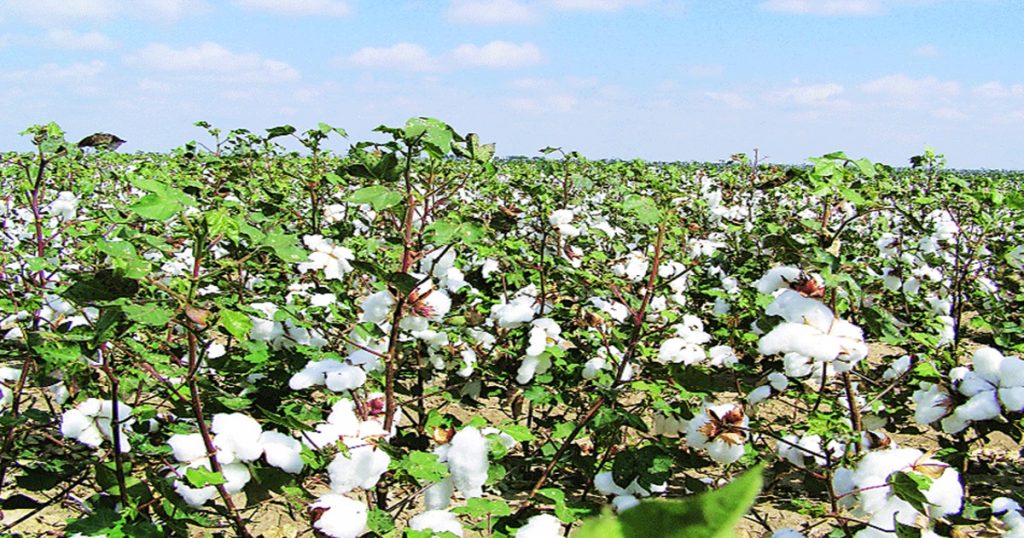 The concern of farmers increased! Disease outbreak on cotton crop, there will be a big decrease in production