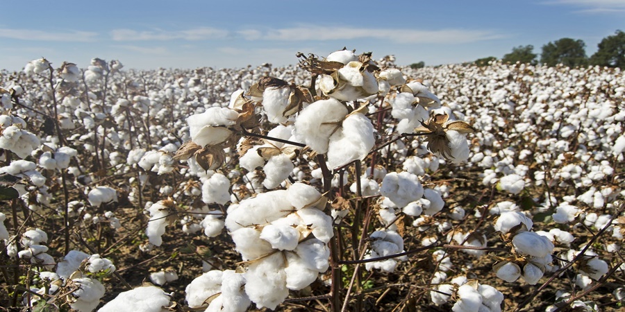 Guarantee a minimum price of 12 thousand rupees for cotton; Demand of farmers to the government