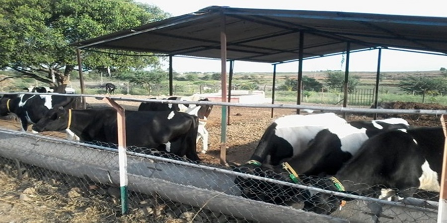 A subsidy of Rs 80 lakh will be given for the construction of cow sheds under this scheme