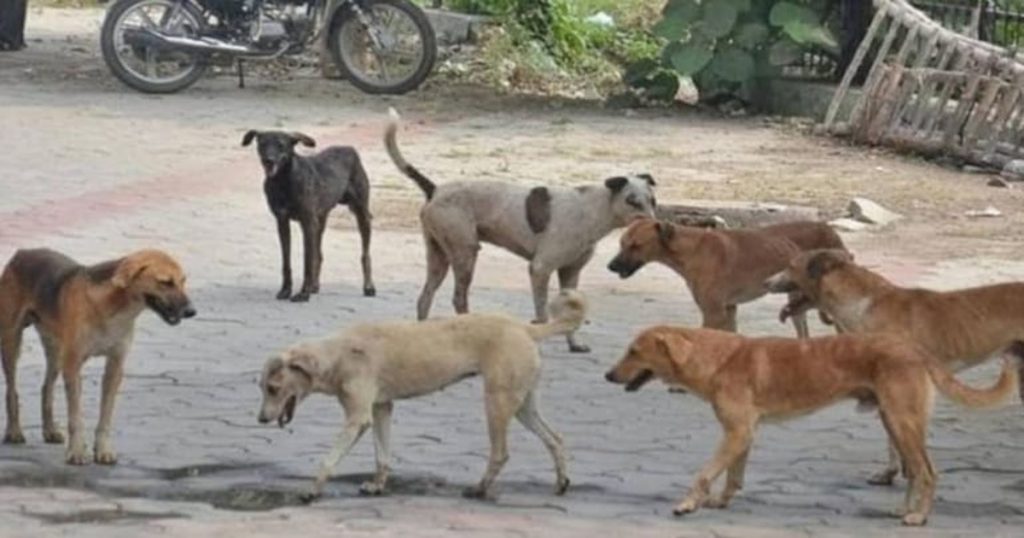 Bombay High Court took 'this' important decision regarding stray dogs; Read in detail