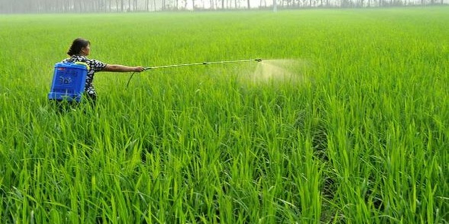 Be careful when spraying crops in the field! A 55-year-old farmer woman died while spraying medicine