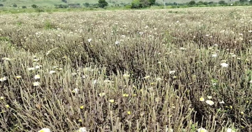 Rain damage to farmers' flower crops in Ahmednagar district on the occasion of festival