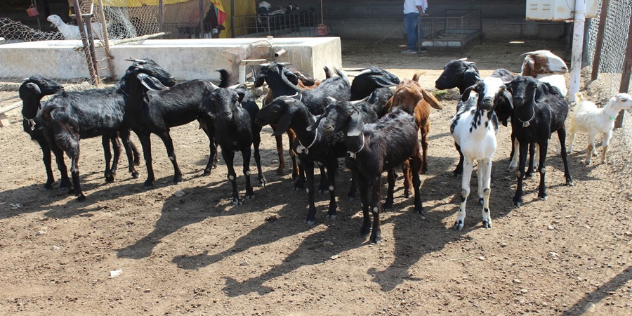 Thinking of goat rearing? Now you will get a loan of up to Rs. 4 lakh for rearing 10 goats