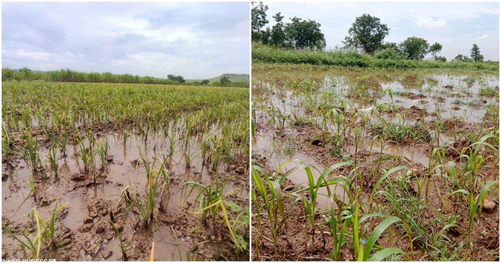 Due to heavy rains in Hirdgaon during the night, the crops of the farmers were damaged