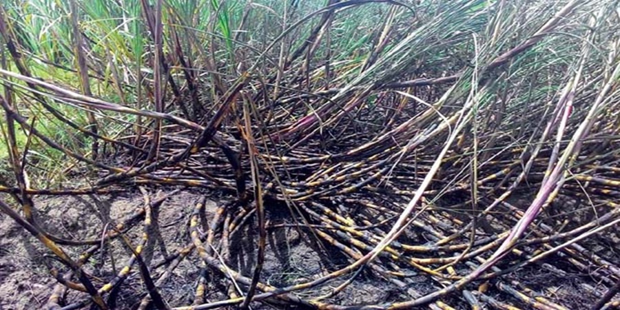 In Baramati taluka, three and a half acres of sugarcane was burnt due to the friction of electric wires