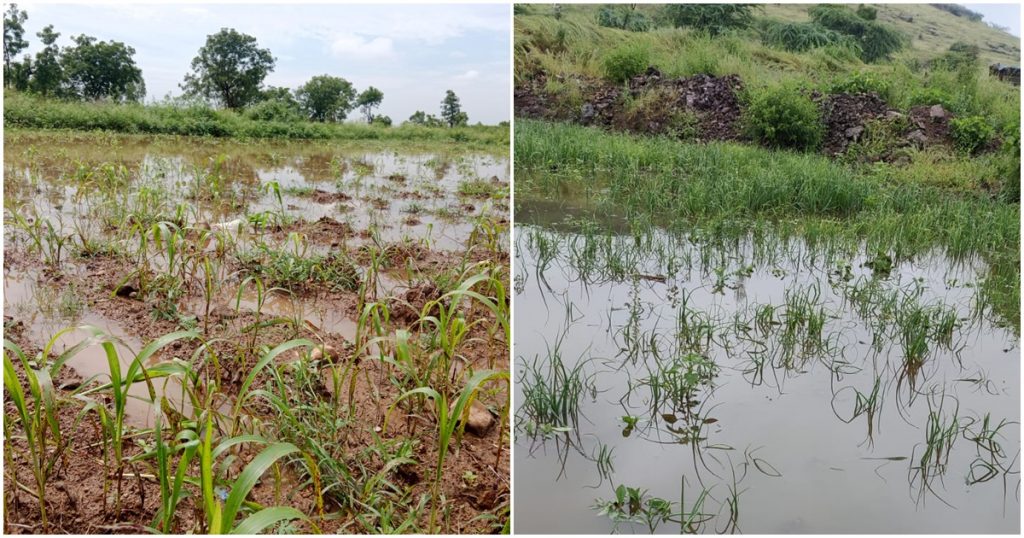 Due to heavy rains in the night, farmers' crops were damaged in Khadki
