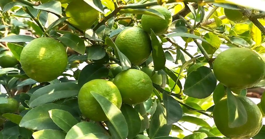 Pattas in Srigonda taluka are earning four to four and a half lakh rupees annually from lemons