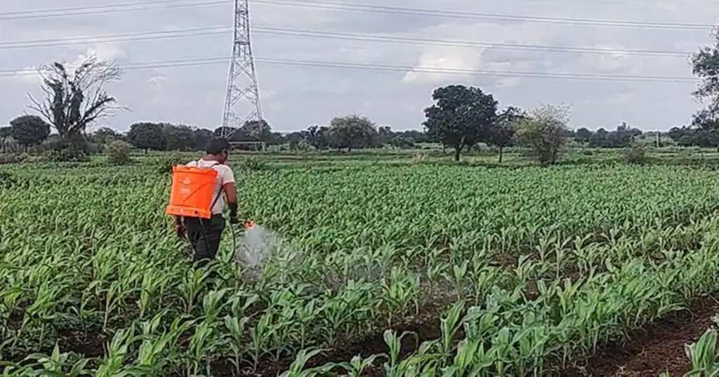 Now the weeds in the maize crop will be destroyed, 'this' is the new weed killer which is proving to be a panacea