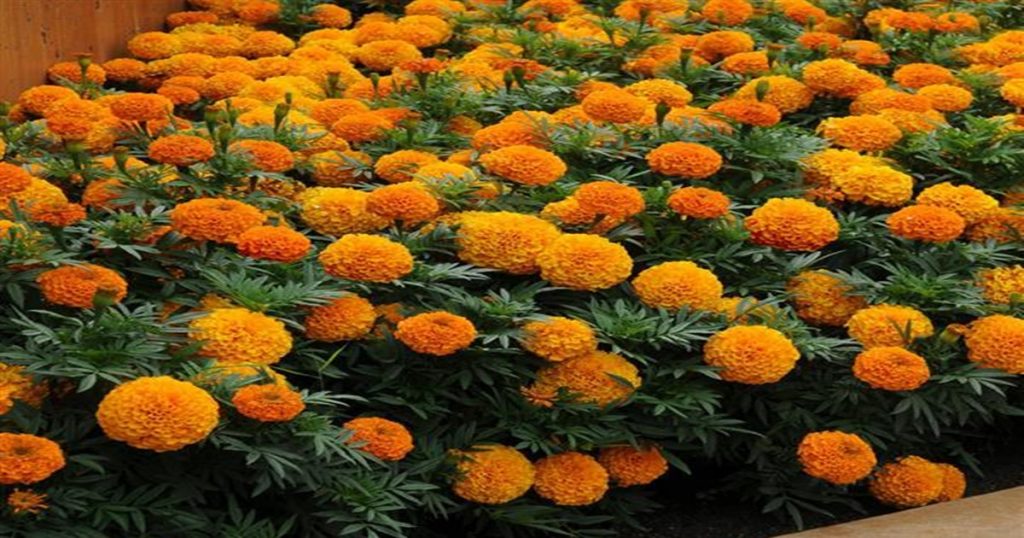 Marigold flowers will be expensive during the festive season; The price of a kilo is likely to go around 100