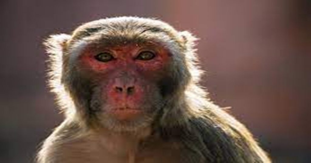 Attending the funeral procession with eyes full of monkeys, the video went viral on social media