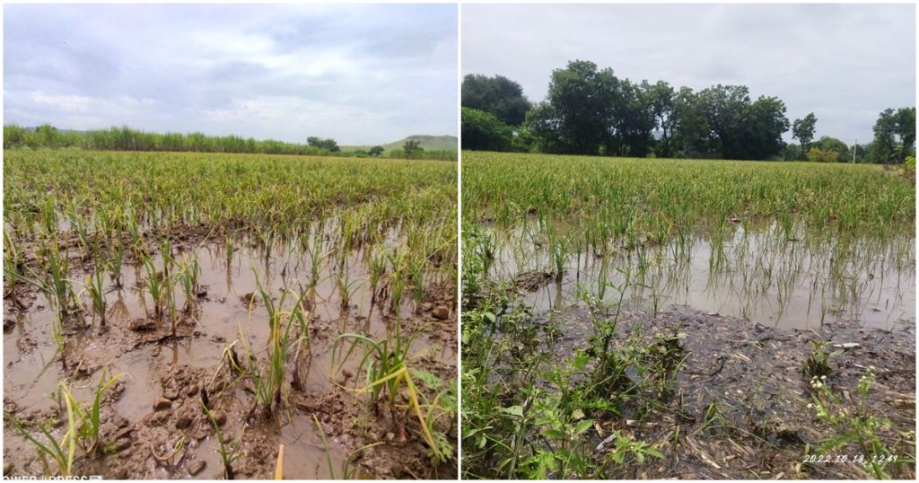 Due to heavy rains in the night, farmers' crops were damaged in Bibi