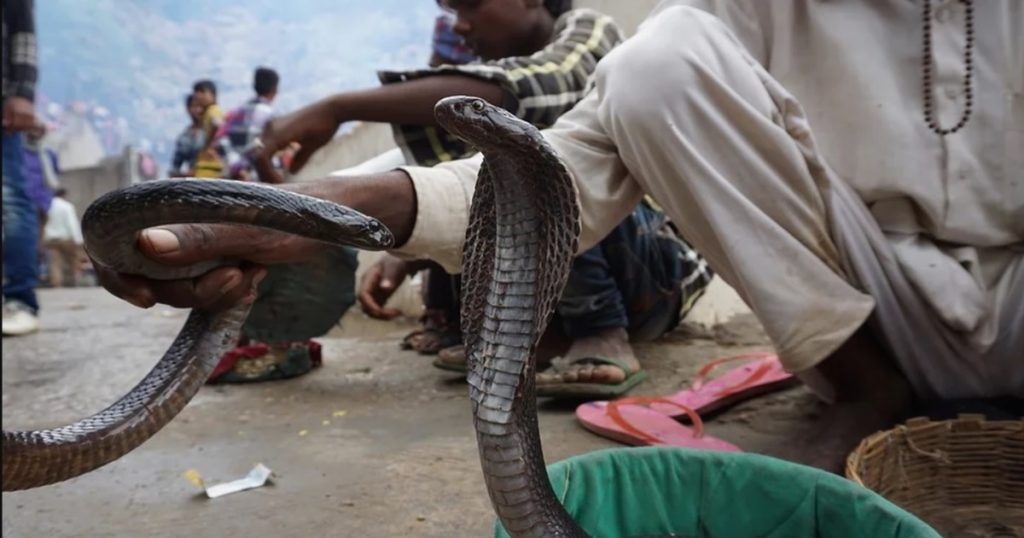 What are you saying! In India, a snake fair is held at this place, there is a large crowd of devotees