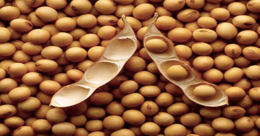 At present, new soybeans are sold in the markets, the market price is; Read in detail