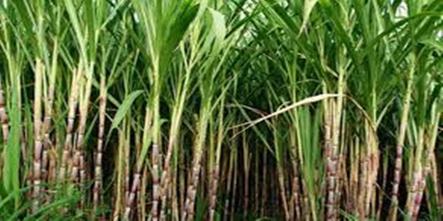 Pay Rs 3,000 for the first lifting of sugarcane, demanded Prabhakar Deshmukh, president of Janhit Sangathan