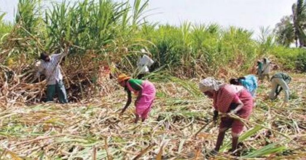 This year before the start of the sugarcane harvesting season, sugarcane workers entered the factory, it was time for starvation.