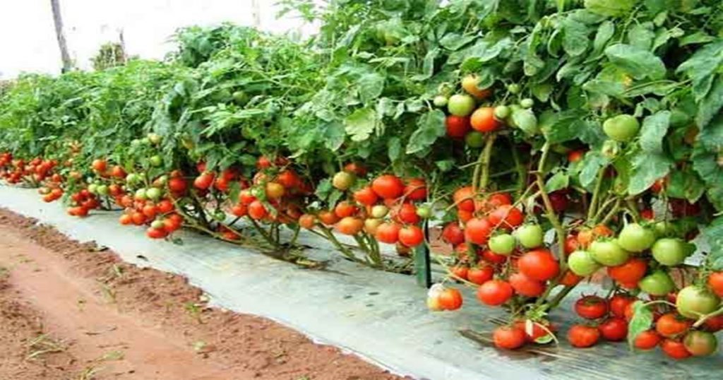 Tomato prices skyrocketed, per carat fetched Rs